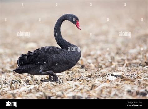 Black Swan Cygnus Atratus Walking In A Harvested Field France Stock