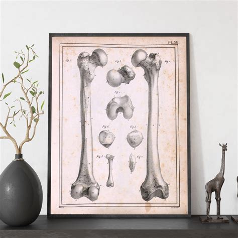 Nacnic Femur Affiche Illustrations Décoratives De L anatomie Et De La