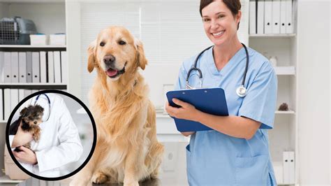 Come Capire Se Il Cane Ha La Malassezia Segnali E Diagnosi