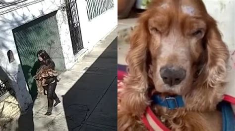 V Deo Cachorro Velhinho Abandonado Em Rua Bilhete Sou Cego E