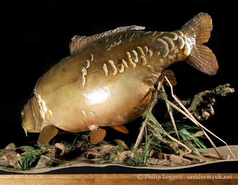 Record Mirror Carp - Taxidermy UK