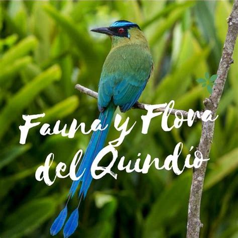 Listen To Music Albums Featuring Reportaje Radial Fauna Y Flora Del