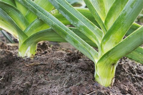 How To Grow Leeks The English Garden