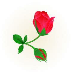 Rosebud Vector Images Over 980