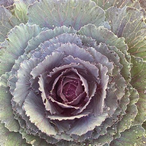 Personalized Ornamental Cabbage Care: Water, Light, Nutrients | Greg App