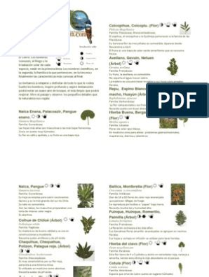 Guía Práctica de Aceites Esenciales PDF Aceite de oliva Romero