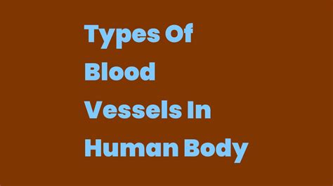 Types Of Blood Vessels In Human Body - Write A Topic