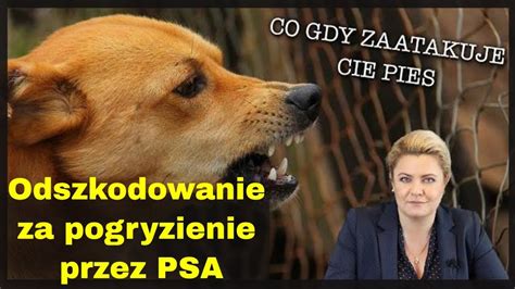 Odszkodowanie za pogryzienie przez psa co jest ważne jakie dowody