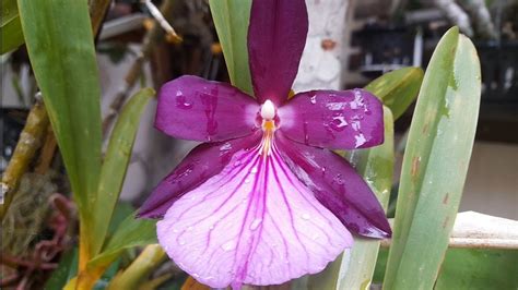 ORQUÍDEA MILTONIA MORELIANA COMO TER SUCESSO NO CULTIVO orquídea