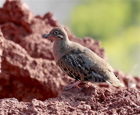 Gal Pagos Dove Zenaida Galapagoensis Photographed On Rab Flickr