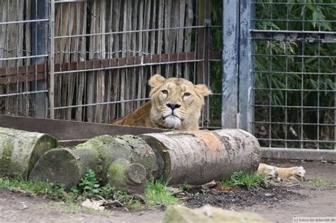 Kölner Zoo | Fotos im Internet