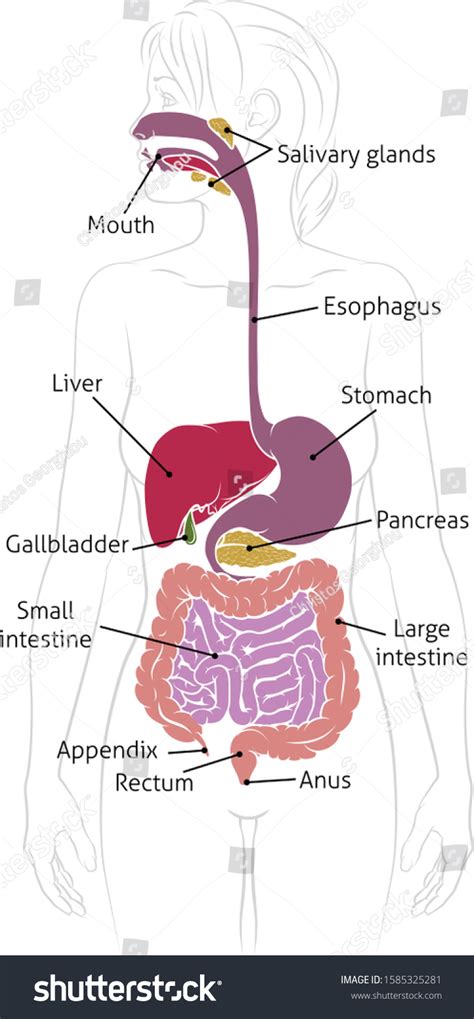 Medical Anatomy Diagram Woman Showing Human Stock Vector (Royalty Free ...