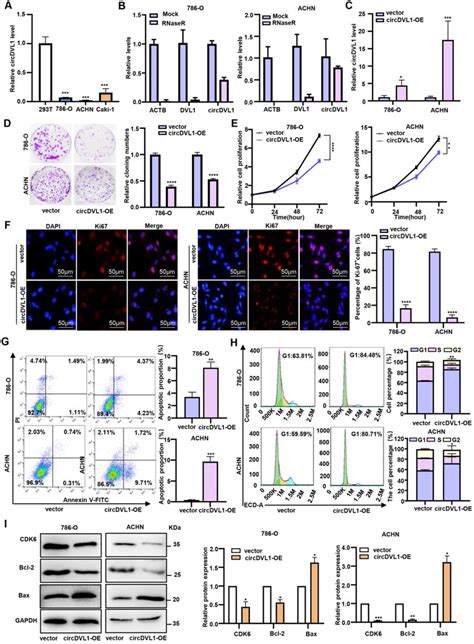 Circdvl1 Inhibits Ccrcc Cell Proliferation And Induces Apoptosis In