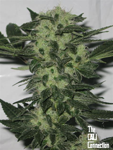 Buy Original Sour Diesel Feminized Seeds By Cali Connection In America Stellar Seeds