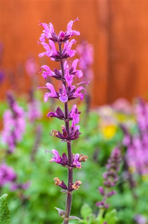 Salvia Nemorosa Lyrical™ Rose Meadow Sage Garden Center Marketing