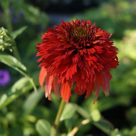 Echinacea Hot Papaya Find Haveplanter