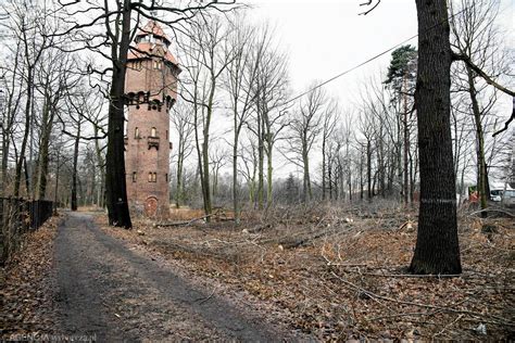 Lex Szyszko W Katowicach Wycinka Drzew Na Giszowcu Wstrzymana