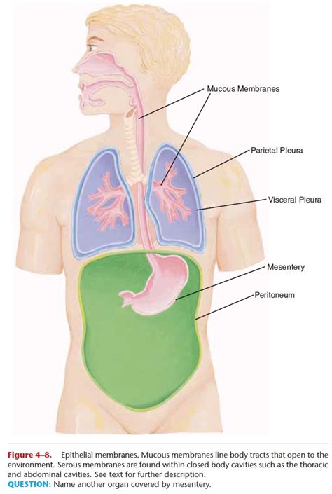 Membranes: Epithelial and Connective, serous and mucous Membranes