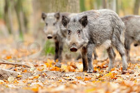 M Nnliche Wildschweine Im Herbst Im Wald Stock Bild Colourbox