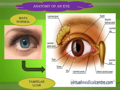PPT - LAPISAN MATA PowerPoint Presentation, free download - ID:2390259