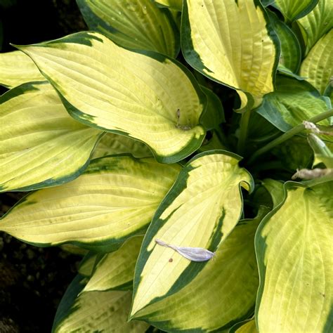 Hosta ‘pauls Glory Piedmont Carolina Nursery