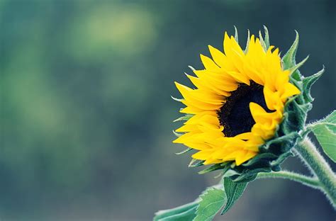 Girasol Fondo De Pantalla Hd Wallpaperbetter