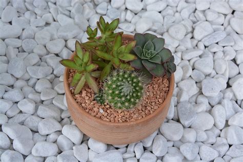 Cactus Cacti Composition To - Free photo on Pixabay - Pixabay