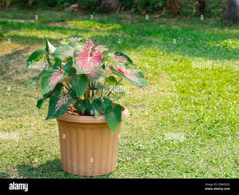 Caladium Bicolor Queen Leafy Plants Hi Res Stock Photography And Images