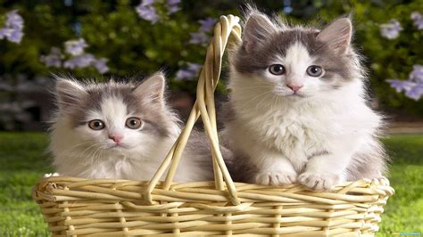 Download Beautiful Cats In Fruit Basket Wallpaper | Wallpapers.com 
