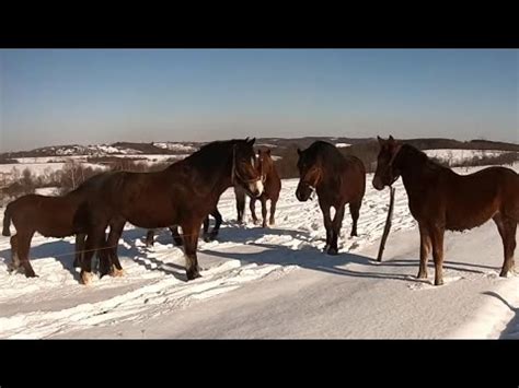 МАЛЕНЬКИЙ ГЕРОЙ НА ПРОДАЖУ/КОНІ ВАГОВОЗИ/horses in Ukraine - YouTube