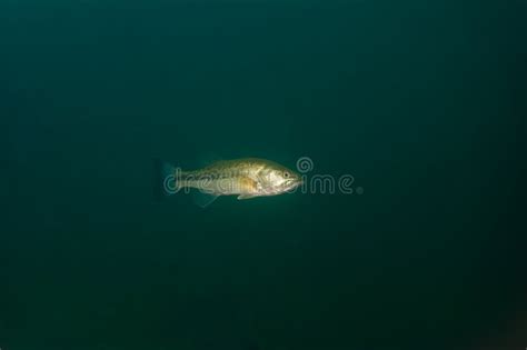 Largemouth Bass Swimming In A Michigan Inland Lake Stock Photo Image