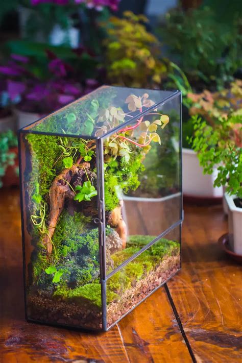 Clover Moss Terrarium Idea Unique Terrarium Moss Terrarium Terrarium