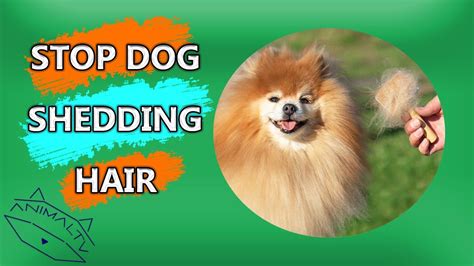 How To Stop Dog Shedding Hair The Best Deshedding Dog Tips Youtube