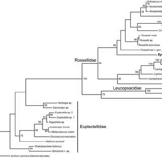 Maximum Likelihood Phylogeny Of Lyssacinosida Inferred From S Rdna