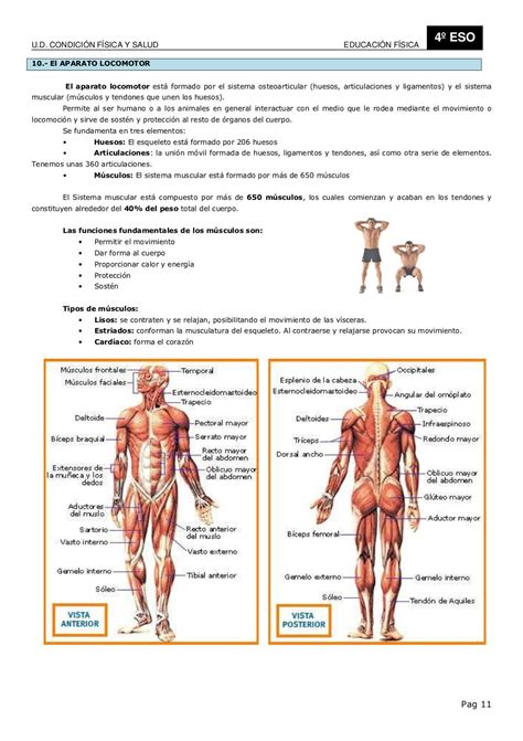 Apuntes Condicion Fisica Y Salud 4º Eso