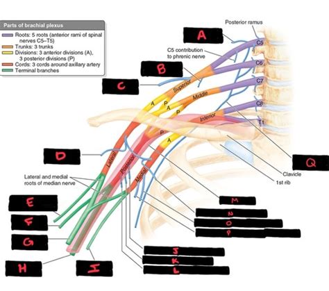 UPPER LIMB BRACHIAL PLEXUS Flashcards Quizlet