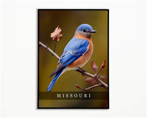 Missouri State Bird Eastern Bluebird Photo Art Print State Bird Poster