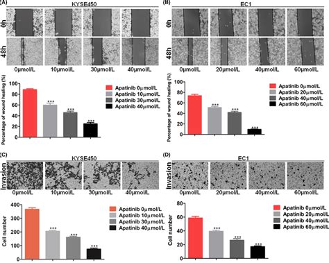 Apatinib Inhibited Migration And Invasion Of Escc Cells A And B