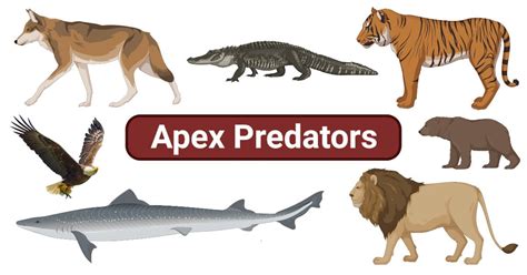 Apex Predators Definition Trophic Cascade Examples