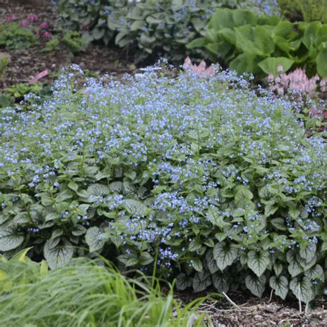 Brunnera Planting Guide | wordpress-331561-1541677.cloudwaysapps.com