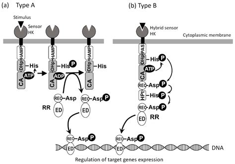 Biomolecules Free Full Text Roles Of Two Component Signal