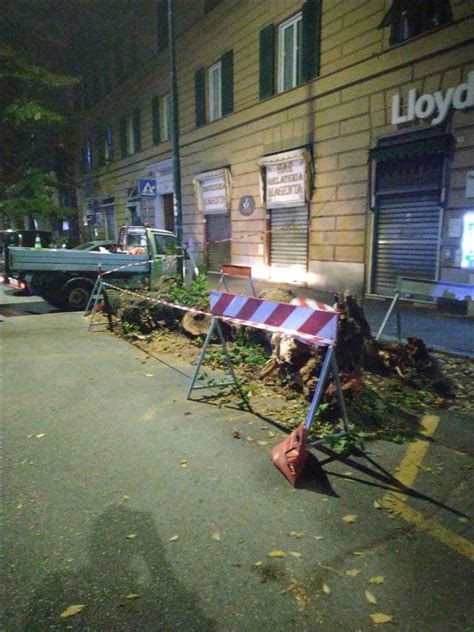 Albero Si Spezza E Cade In Strada Genova It