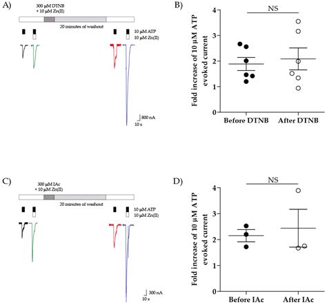 Ijms Free Full Text New Insights Of The Znii Induced P2 × 4r