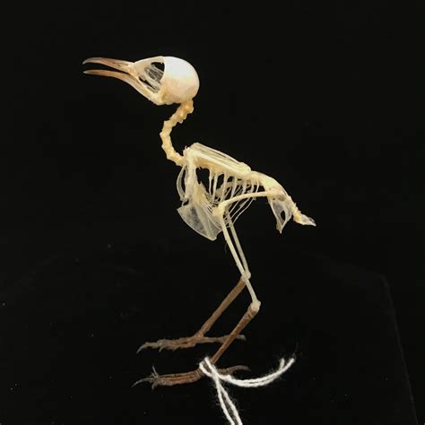 Bird Skeletal System