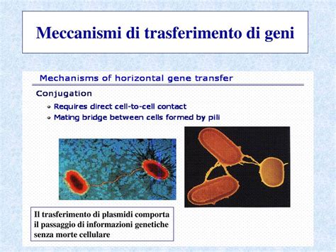 La Resistenza Agli Antibiotici Ppt Scaricare