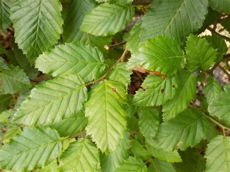 Common hornbeam (Carpinus betulus) - Focal Farm