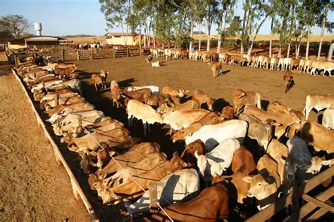 Curral Para Bovinos Aprenda Tudo Sobre Cria O De Gado Animais