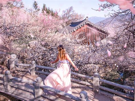 Ultimate Guide To Spring In Korea Gina Bear S Blog