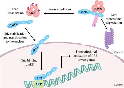 Frontiers Nuclear Factor Erythroid 2 Related Factor 2 Signaling In