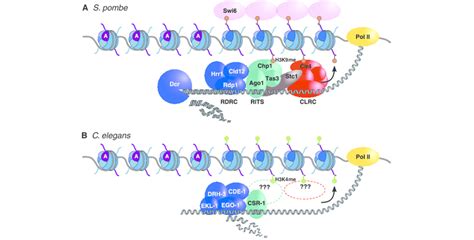 Small Rna Mediated Regulation Of Centromeric Chromatin The